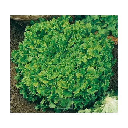 Salát hlávkový Maikönig - prodej semen salátu - Lactusa sativa - 1 gr