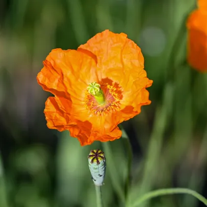 Mák Champagne Bubbles Orange - Papaver nudicaule - prodej semen - 20 ks