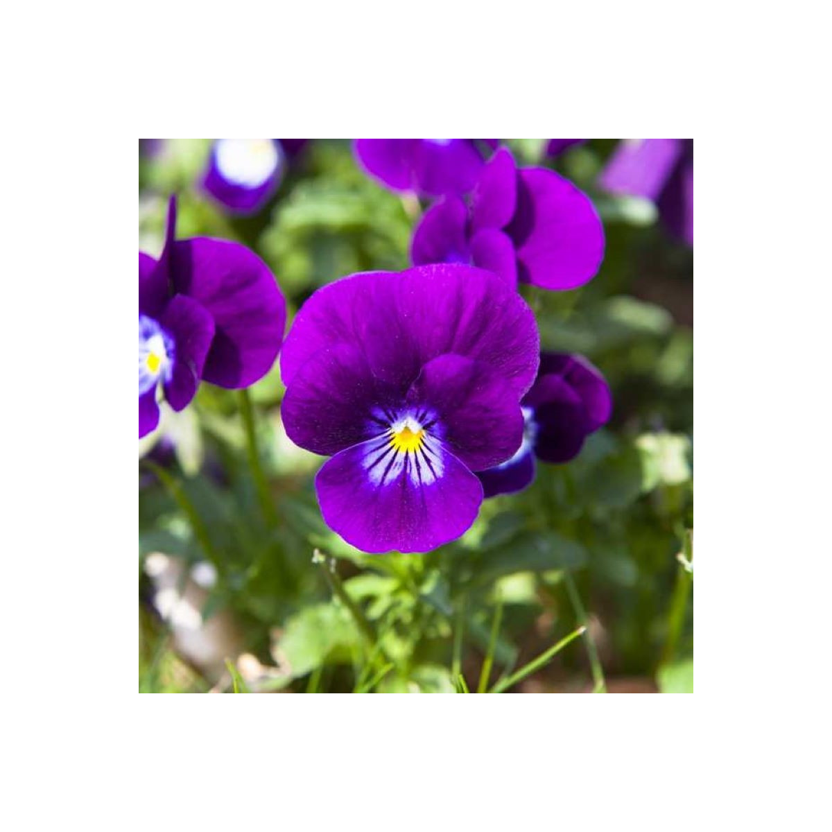 Violka Twix F1 Violet Flare - Viola cornuta - prodej semen - 20 ks