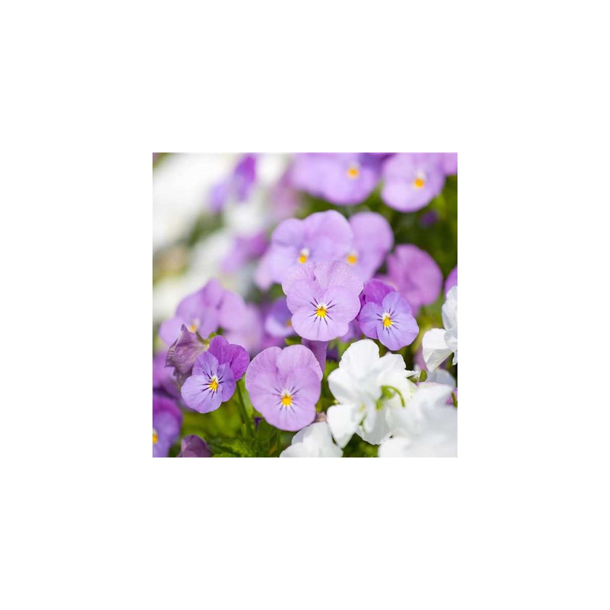 Violka Twix F1 Rosy - Viola cornuta - prodej semen - 20 ks