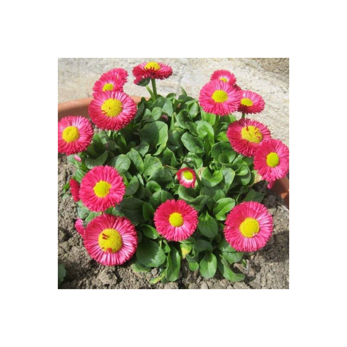 Sedmikráska Speedstar Plus Rose - Bellis perennis - prodej semen - 40 ks