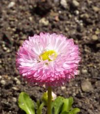 Sedmikráska chudobka Robella - Bellis perennis - prodej semen - 40 ks