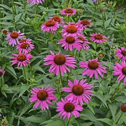 Třapatka Primadonna Deep Rose - Echinacea purpurea - prodej semen - 15 ks