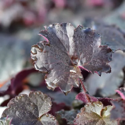 Dlužicha Palace Purple - Heuchera micrantha - prodej semen - 20 ks