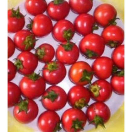 Rajče koktejlové Bistro - prodej semen rajčat - 15 ks