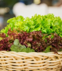 Semena listových salátů Trio - prodej výsevních pásků - 5 m