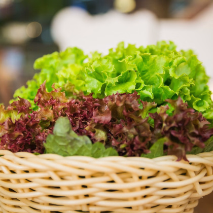 Semena listových salátů Trio - prodej výsevních pásků - 5 m