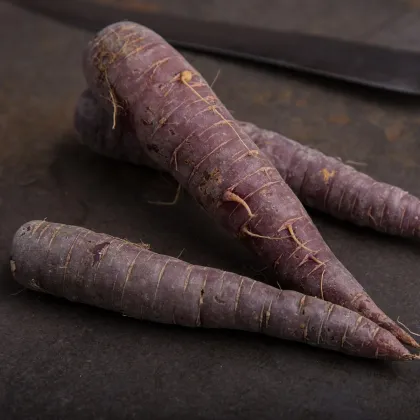 Semena mrkve Purple Sun F1 - prodej výsevních pásků - 5 m