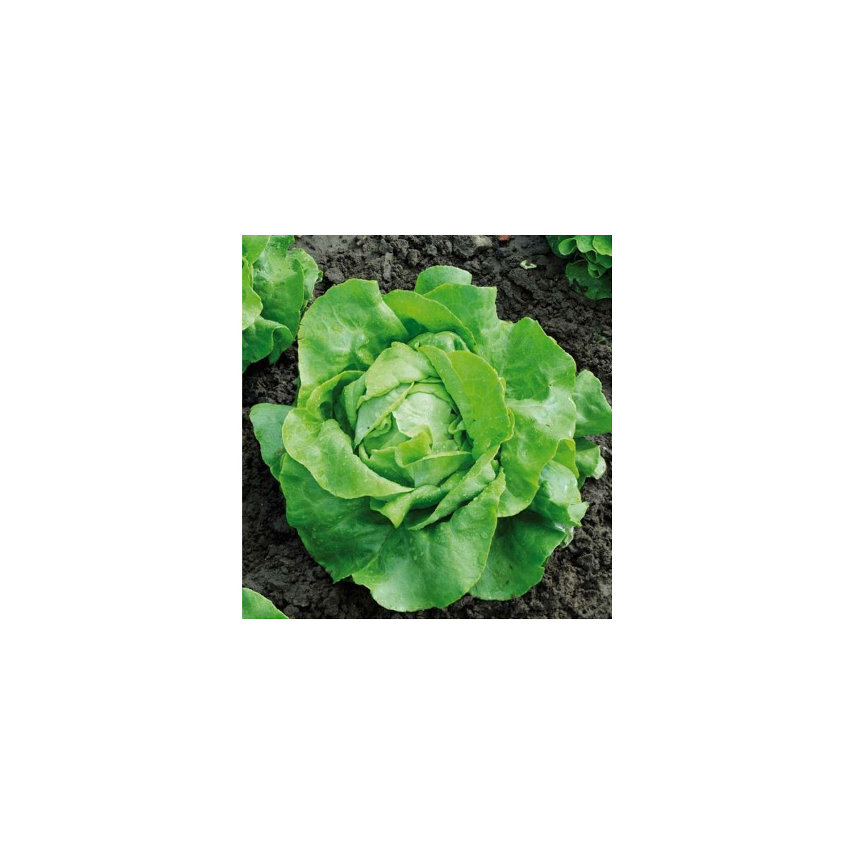 Salát hlávkový Nel - bio osivo salátu - Lactusa sativa - 0,1 gr