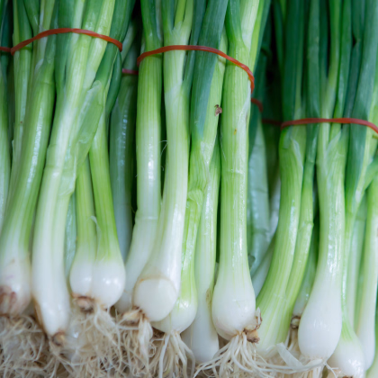 Semena cibule jarní Kaigaro - prodej výsevních pásků - 5 m