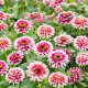 Ostálka Flamenco - Zinnia elegans - prodej semen - 50 ks
