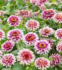 Ostálka Flamenco - Zinnia elegans - prodej semen - 50 ks