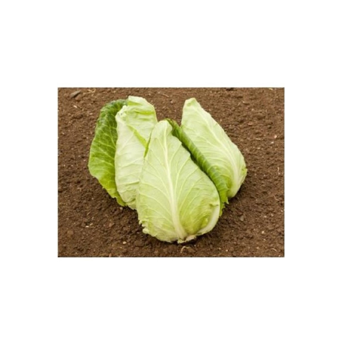 BIO Zelí bílé Eersteling - Brassica oleracea - prodej bio semen - 20 ks