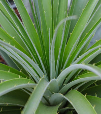 Puja - Puya mirabilis - prodej semen - 20 ks