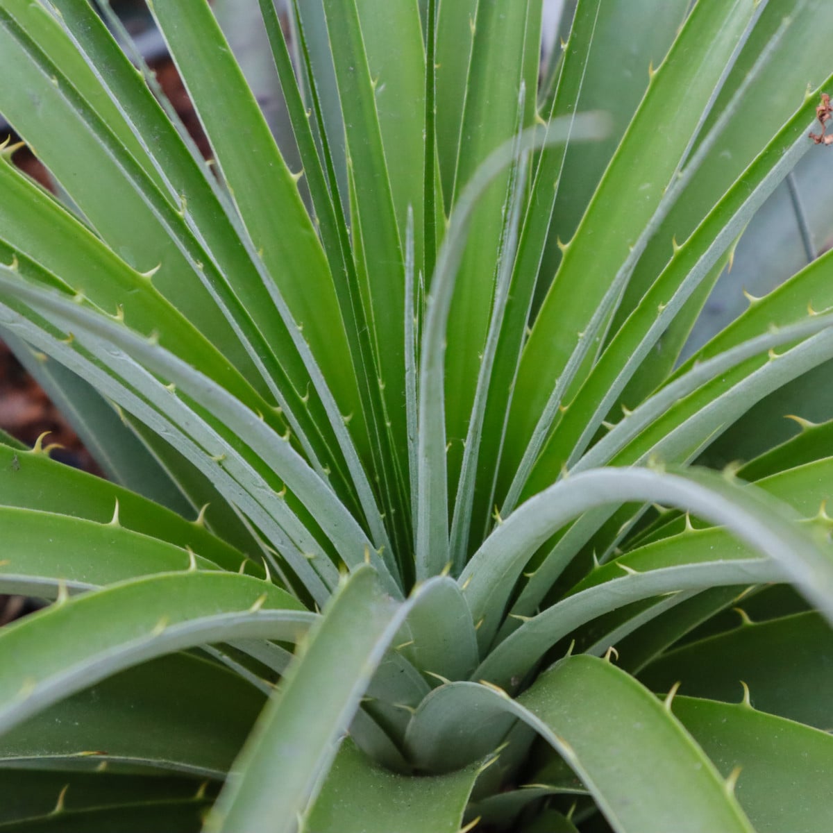 Puja - Puya mirabilis - prodej semen - 20 ks