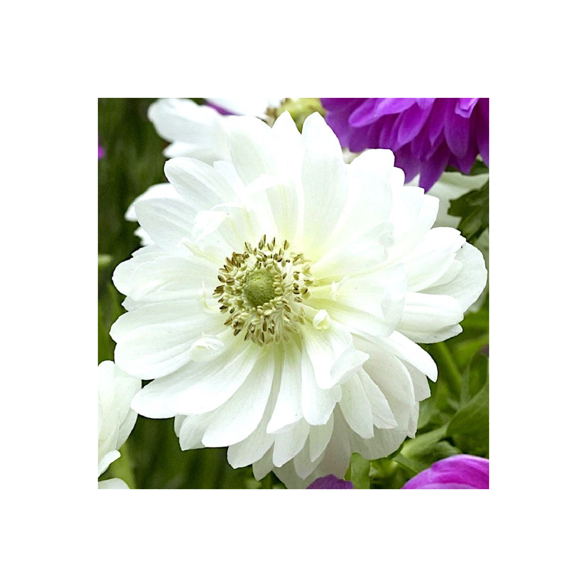 Sasanka Mount Everest - Anemone - prodej cibulovin - 3 ks