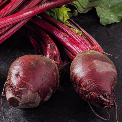 Semena červená řepa Redshine - prodej výsevních pásků - 5 m