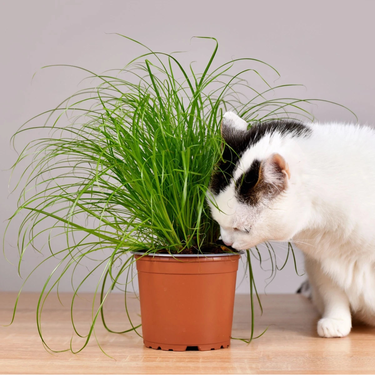 Semena kočičí trávy - prodej výsevních disků - 5 m