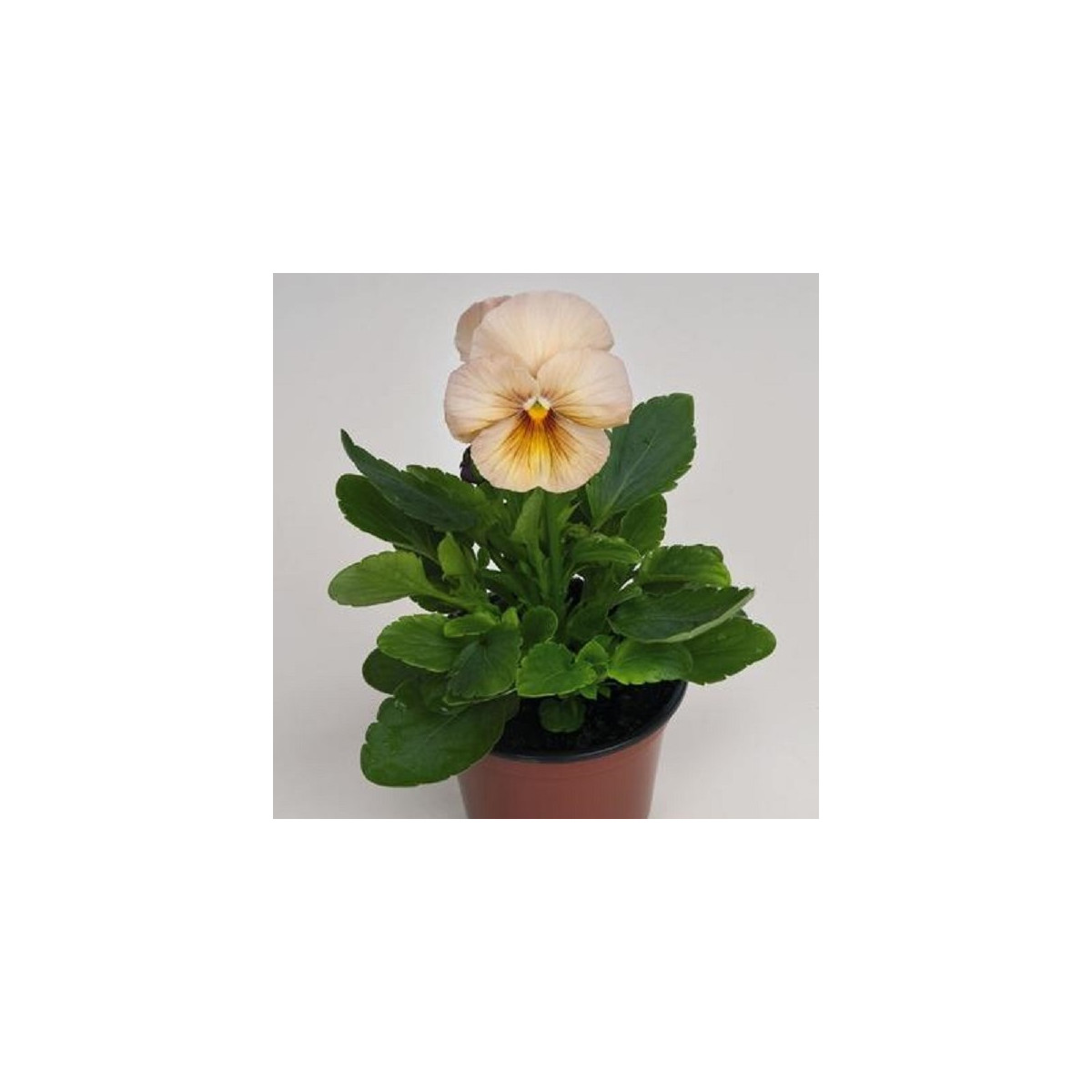 Violka broskvová Inspire F1 - Viola x wittrockiana - semena violky - 20 ks