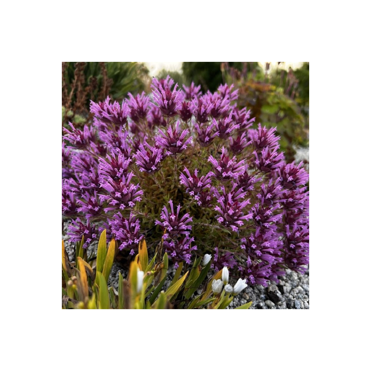 Mateřídouška dlouhokvětá - Thymus longiflorus - prodej semen - 50 ks