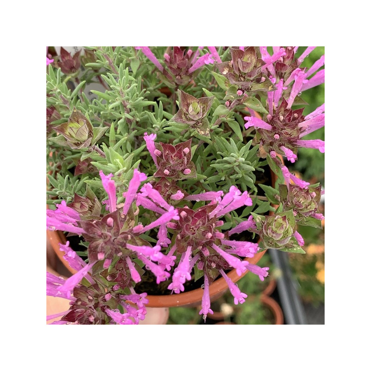 Mateřídouška dlouhokvětá - Thymus longiflorus - prodej semen - 50 ks