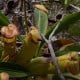 Láčkovka madagaskarská - Nepenthes madagascariensis - prodej semen - 10 ks