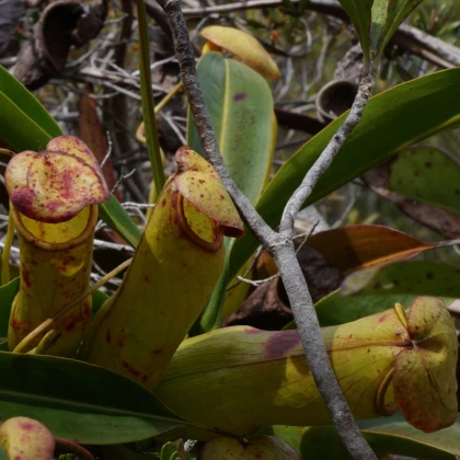 Láčkovka madagaskarská - Nepenthes madagascariensis - prodej semen - 10 ks