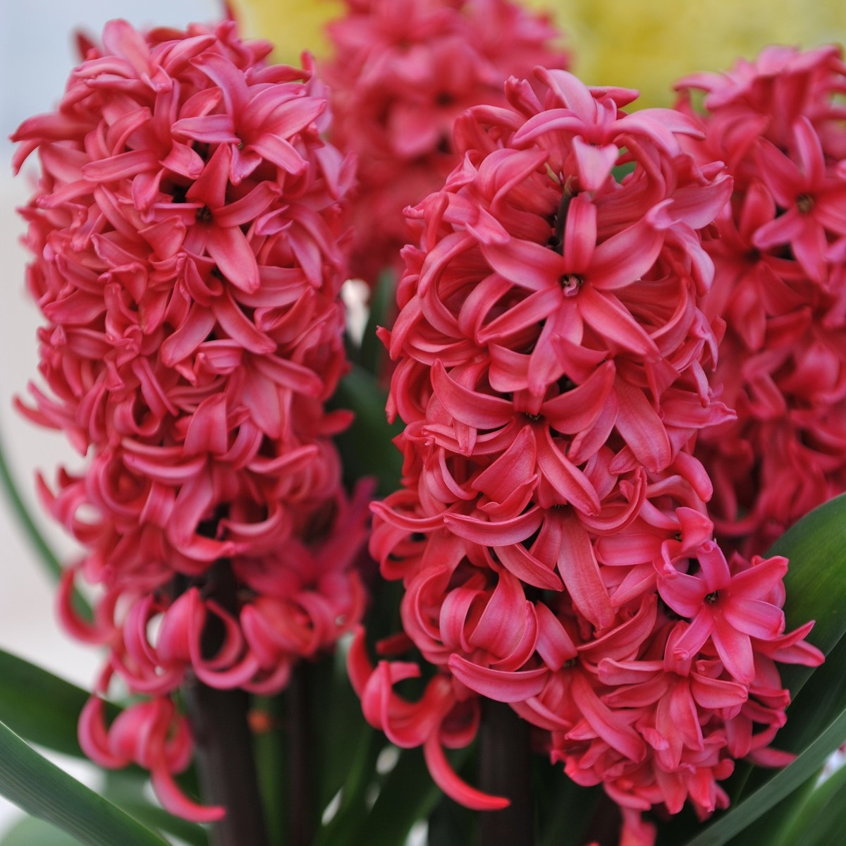 Hyacint Red Glory - Hyacinthus - prodej cibulovin - 1 ks