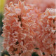 Hyacint oranžový Gipsy Queen - Hyacinthus - prodej cibulovin - 1 ks