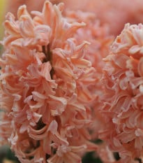 Hyacint oranžový Gipsy Queen - Hyacinthus - prodej cibulovin - 1 ks