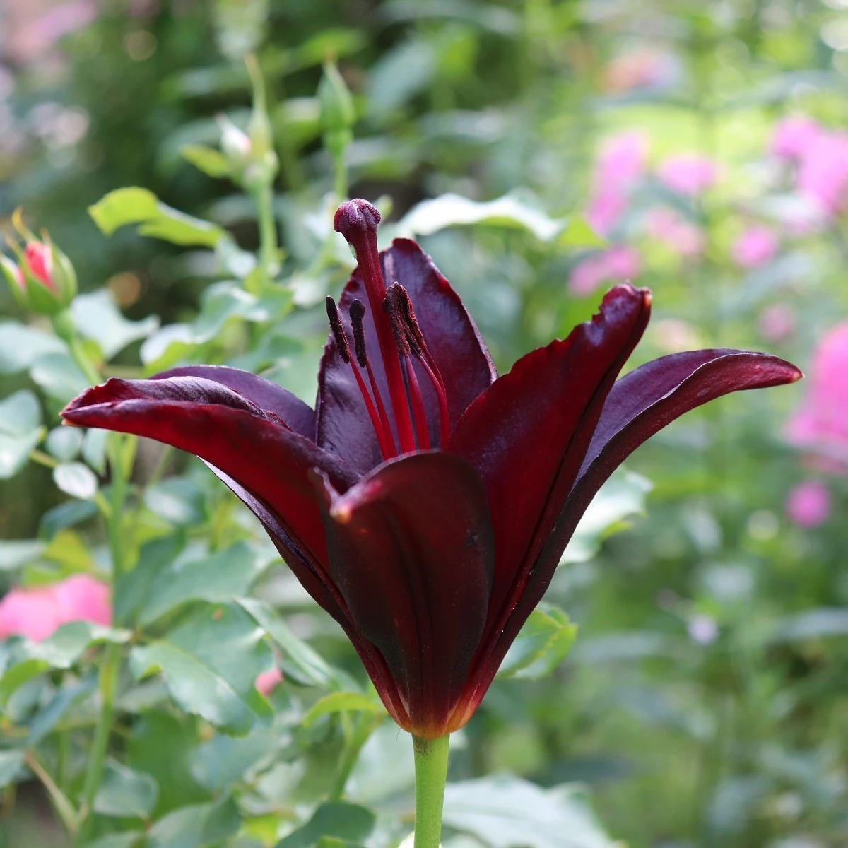 Lilie asijská Mapira - Lilium - prodej cibulovin - 1 ks