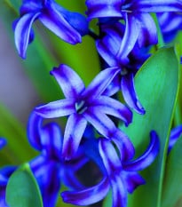 Hyacint modrý Delft Blue - Hyacinthus orientalis - prodej cibulovin - 1 ks