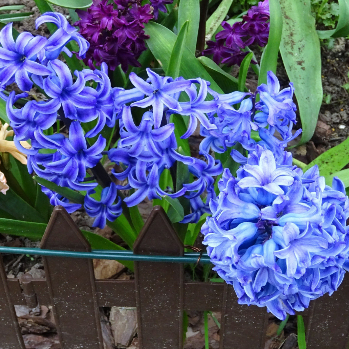 Hyacint modrý Delft Blue - Hyacinthus orientalis - prodej cibulovin - 1 ks