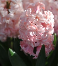 Hyacint plnokvětý Prince of Love - Hyacinthus - prodej cibulovin - 1 ks