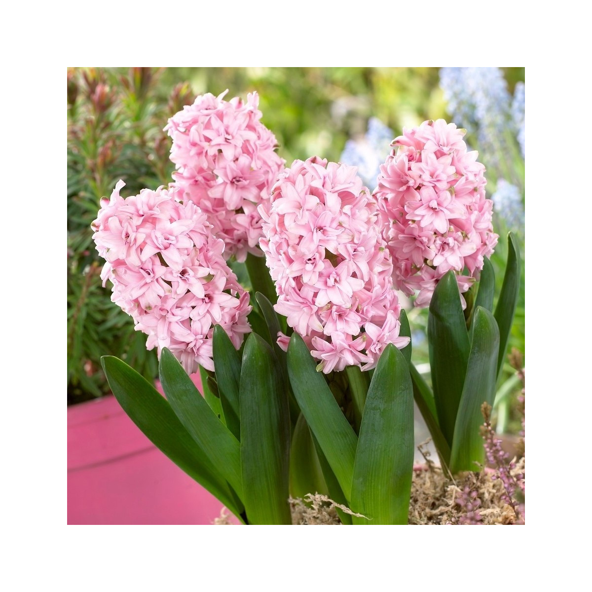 Hyacint plnokvětý Prince of Love - Hyacinthus - prodej cibulovin - 1 ks