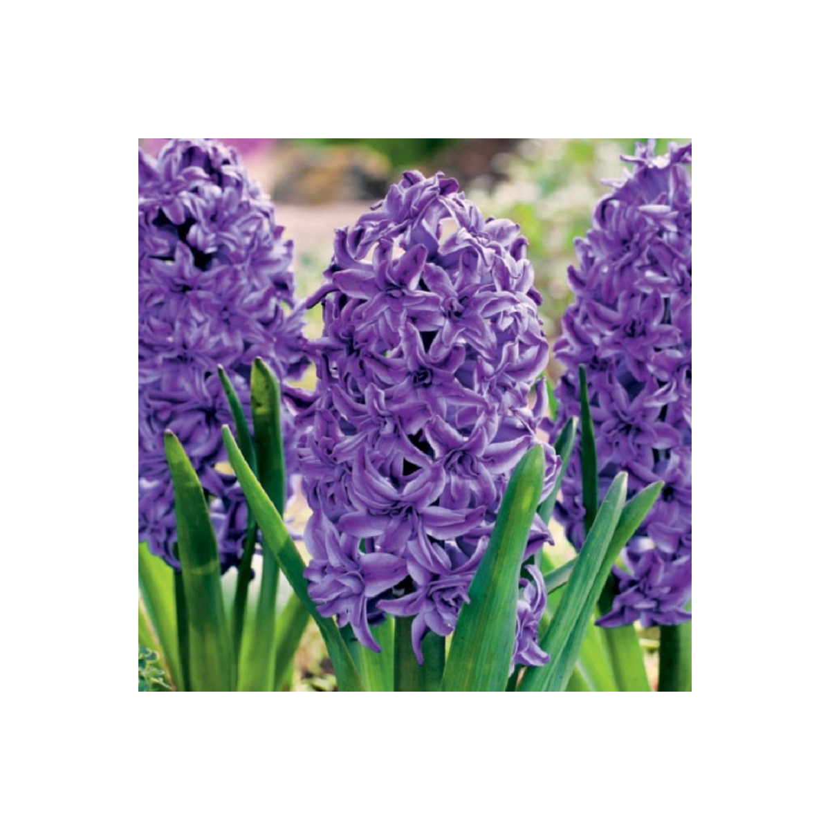 Hyacint plnokvětý Lili Purple - Hyacinthus - prodej cibulovin - 1 ks