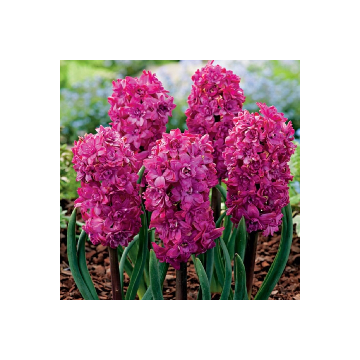 Hyacint plnokvětý Red Diamond - Hyacinthus - prodej cibulovin - 1 ks