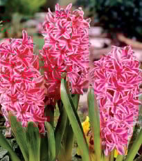 Hyacint Eros - Hyacinthus - prodej cibulovin - 1 ks
