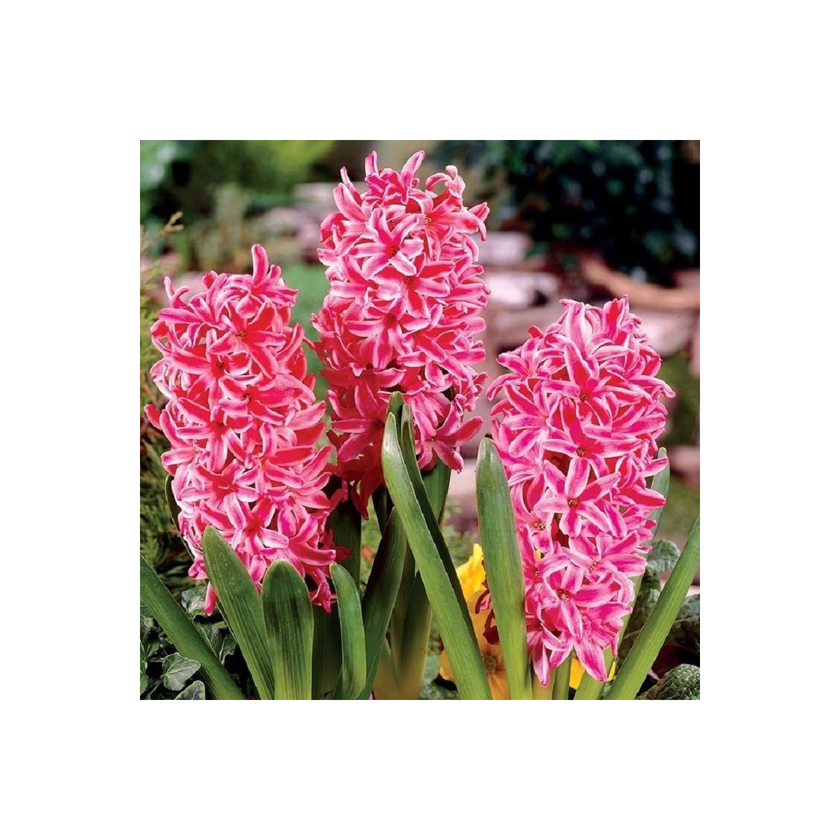 Hyacint Eros - Hyacinthus - prodej cibulovin - 1 ks