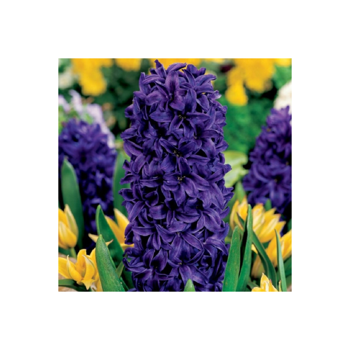 Hyacint Purple Star - Hyacinthus - prodej cibulovin - 1 ks