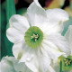 Narcis Sinopel - Narcissus - prodej cibulovin - 3 ks