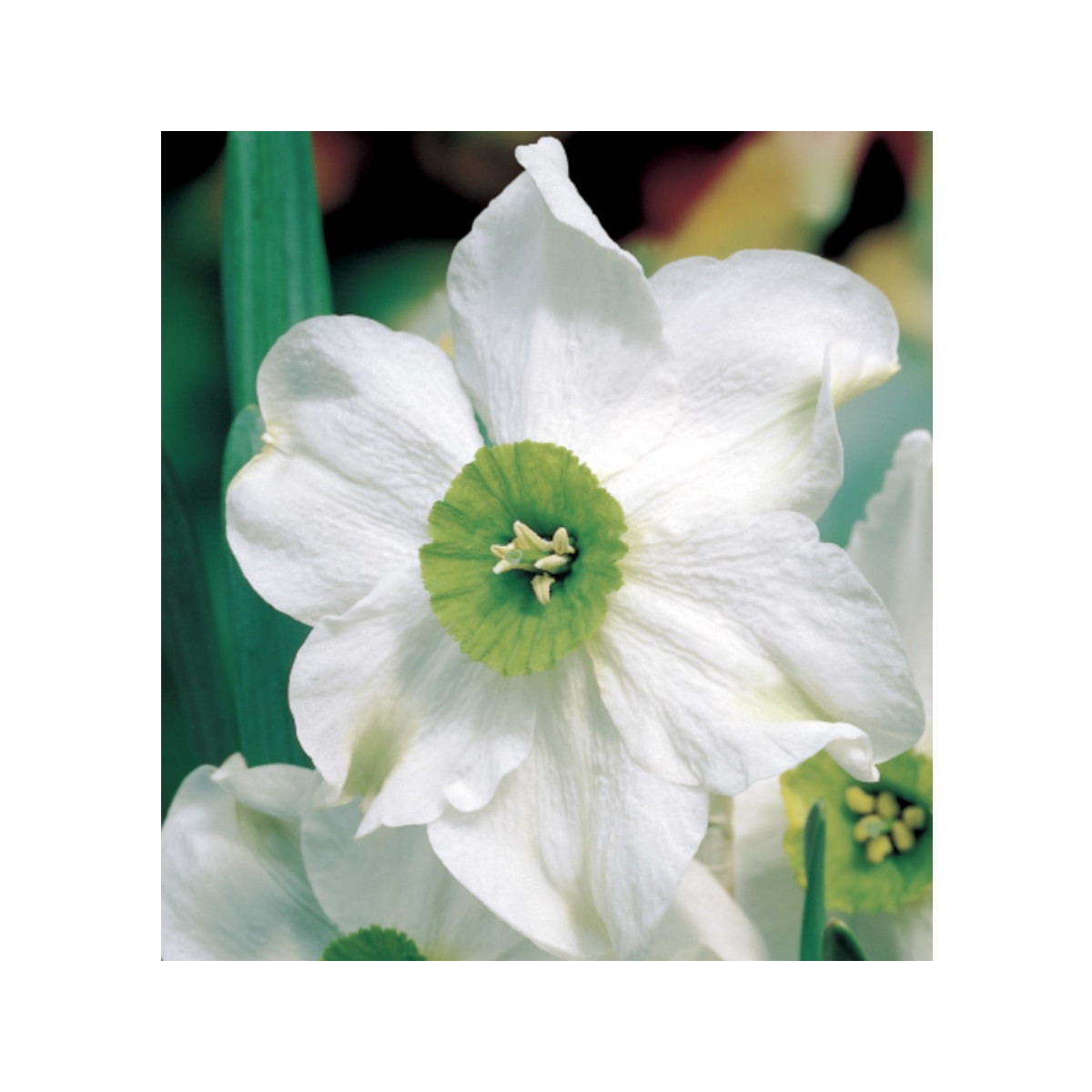 Narcis Sinopel - Narcissus - prodej cibulovin - 3 ks