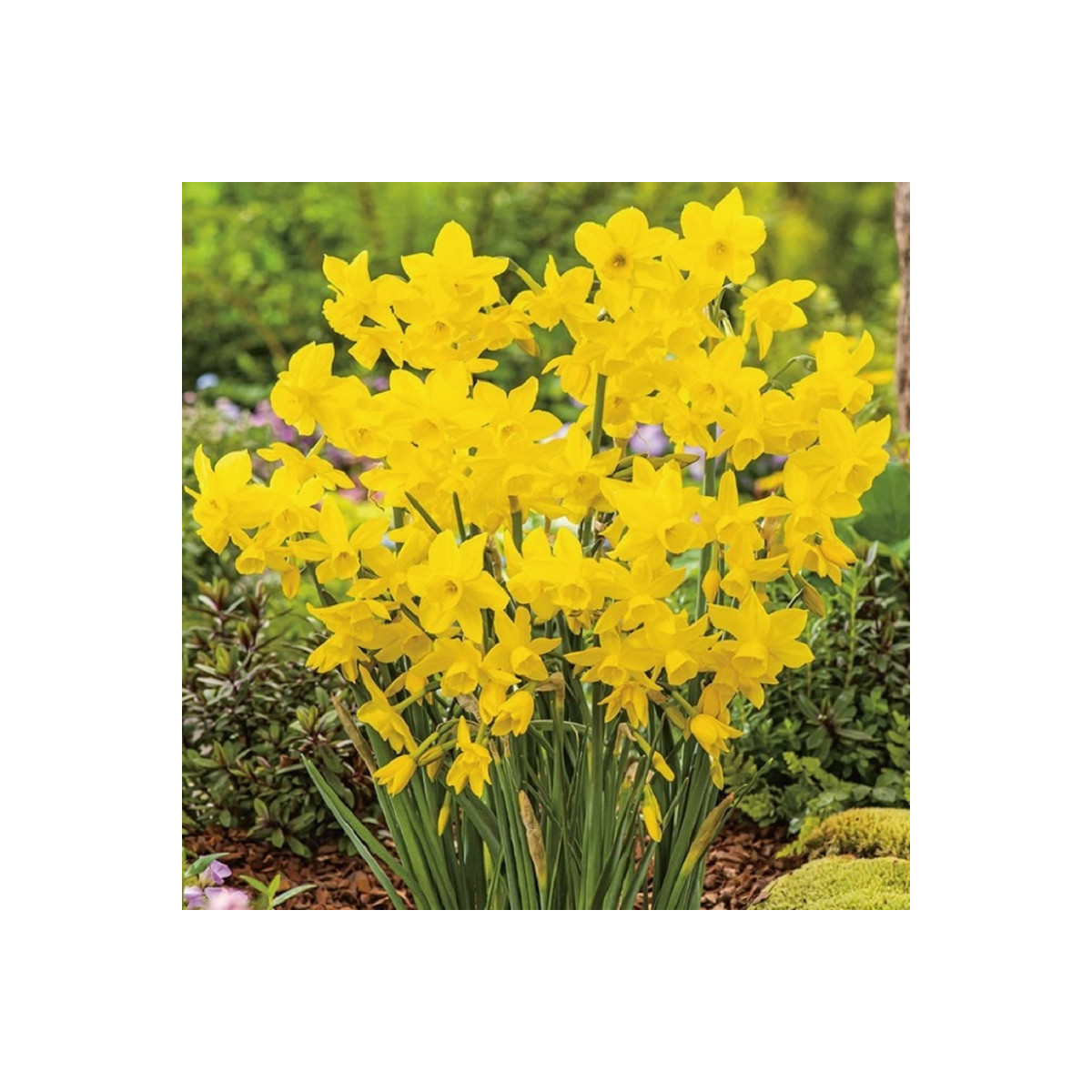 Narcis Quail - Narcissus - prodej cibulovin - 3 ks