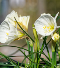 Narcis Artics bells - Narcissus bulbocodium - prodej cibulovin - 3 ks