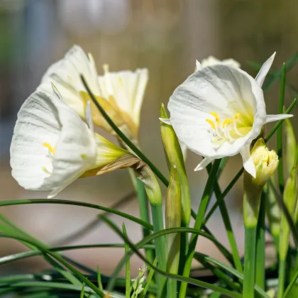 Narcis Artics bells - Narcissus bulbocodium - prodej cibulovin - 3 ks
