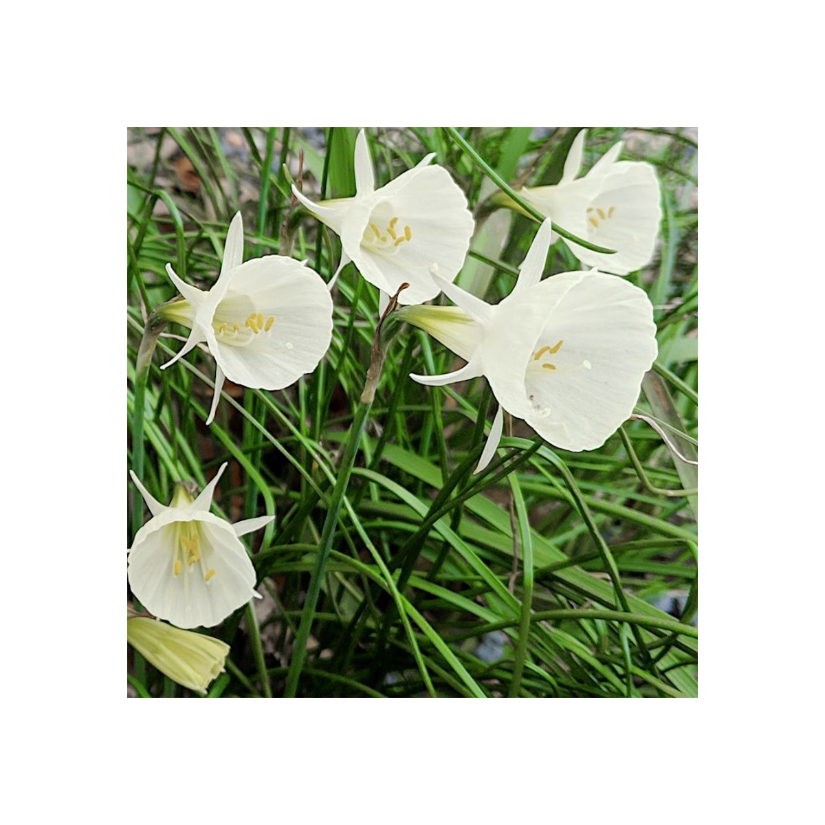 Narcis Artics bells - Narcissus bulbocodium - prodej cibulovin - 3 ks