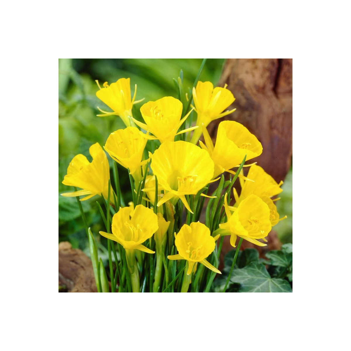 Narcis Golden bells - Narcissus bulbocodium - prodej cibulovin - 3 ks