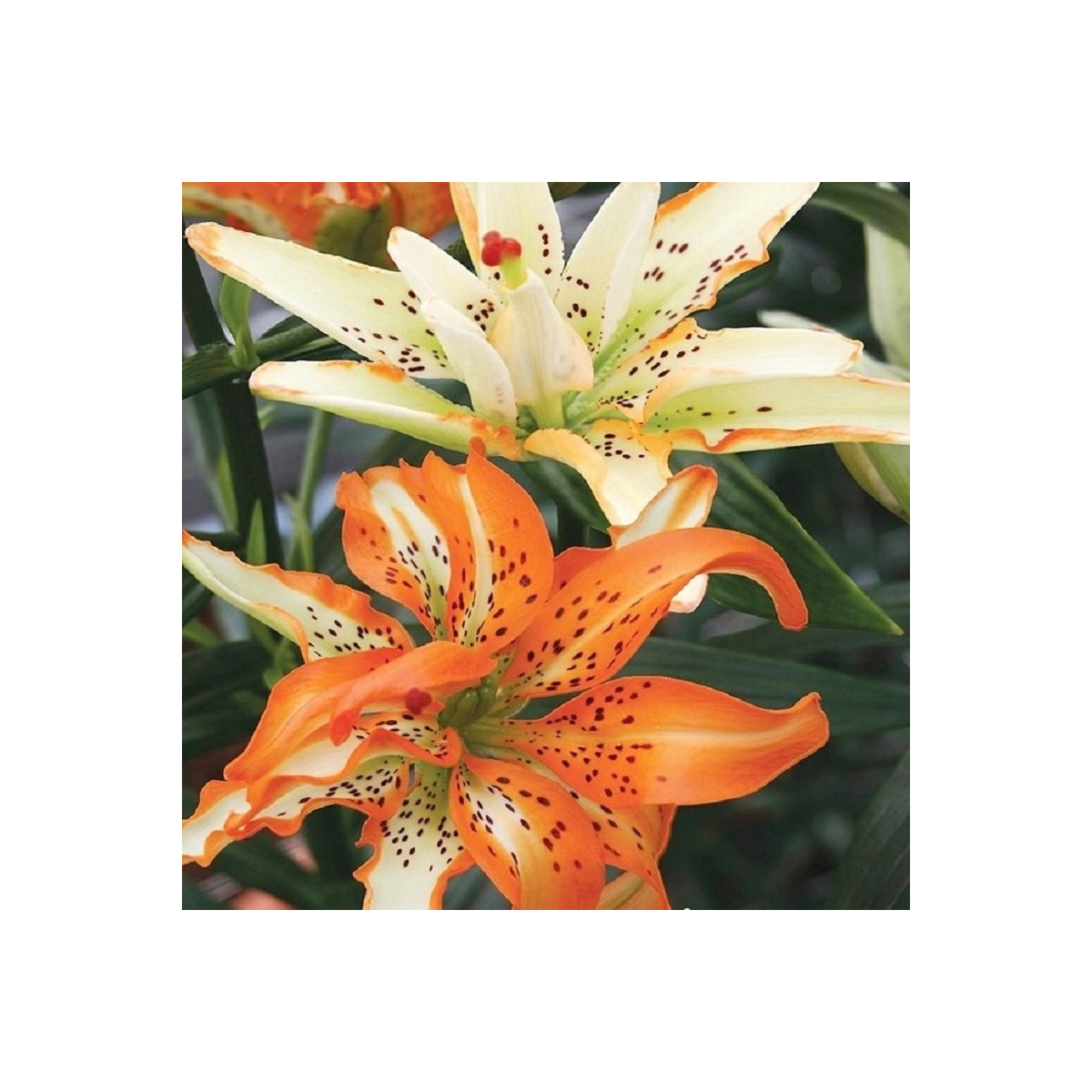 Lilie Must See - Lilium - prodej cibulovin - 1 ks