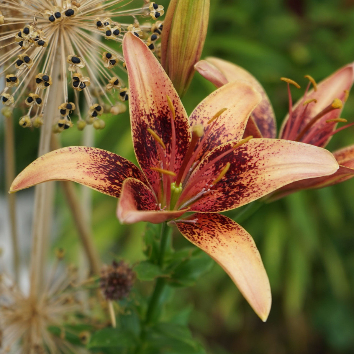 Lilie Whistler - Lilium - prodej cibulovin - 1 ks