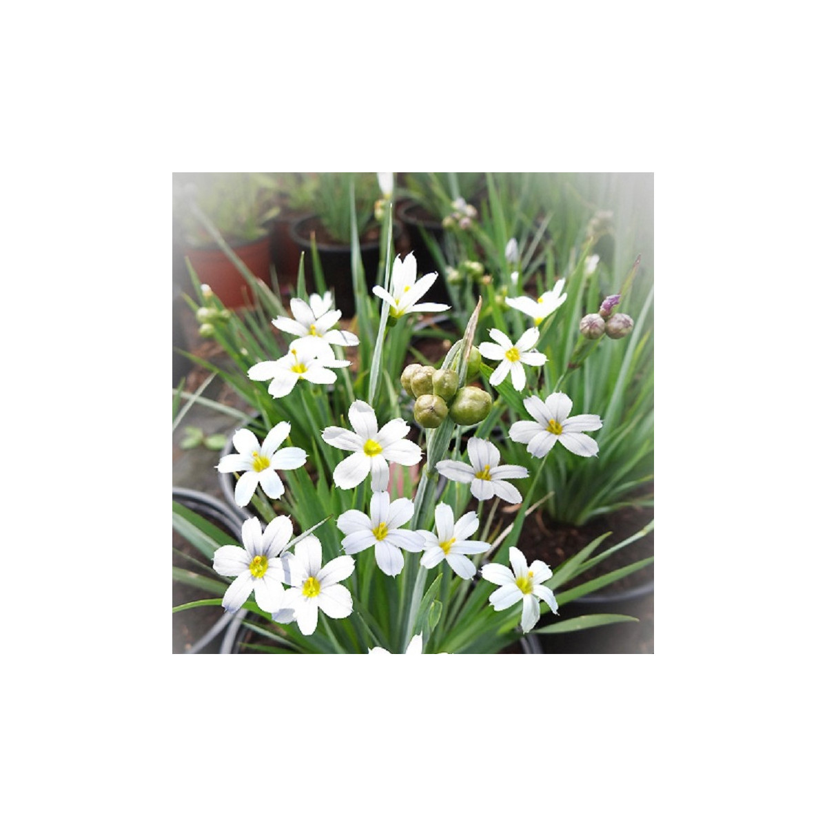 Badil úzkolistý bílý - Sisyrinchium angustifolium album - prodej semen - 10 ks